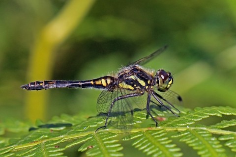 Macho da libélula-negra (Sympetrum danae)