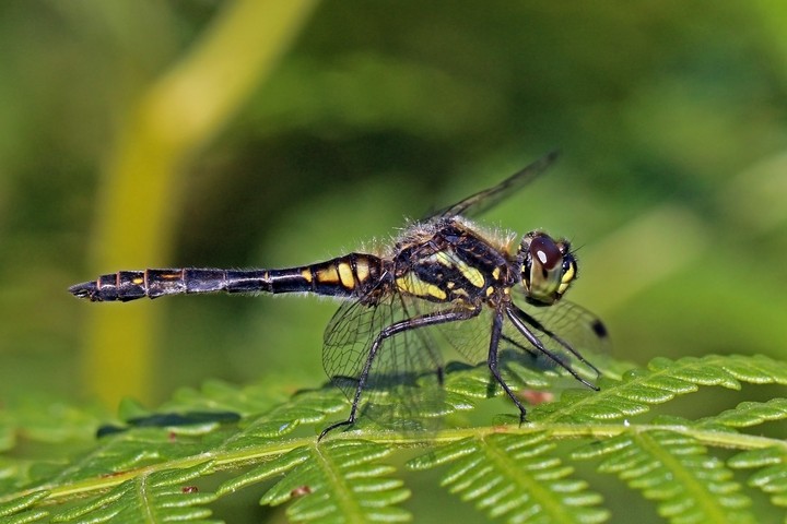 Macho da libélula-negra (Sympetrum danae)