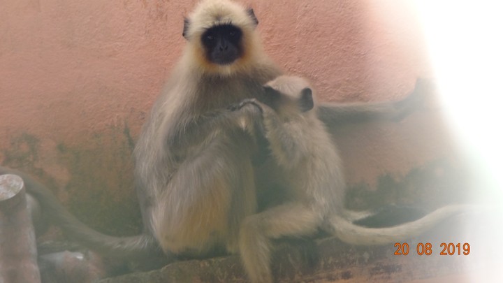 Monkey with her baby