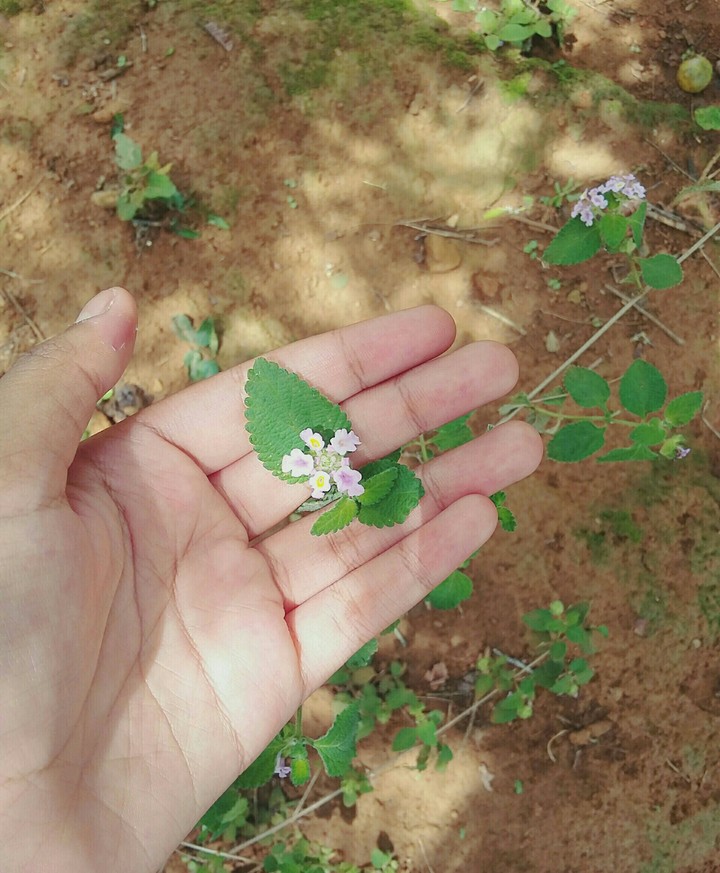 Flower