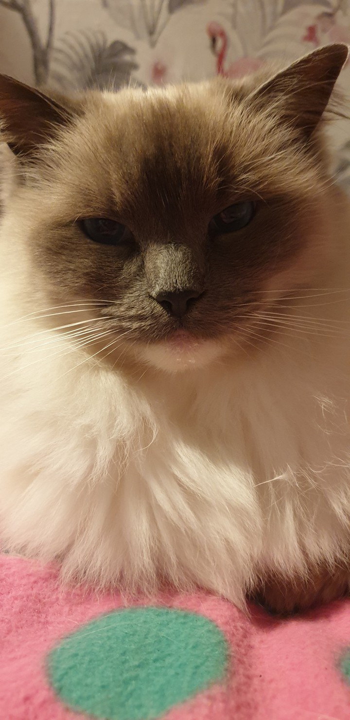 posh beauty