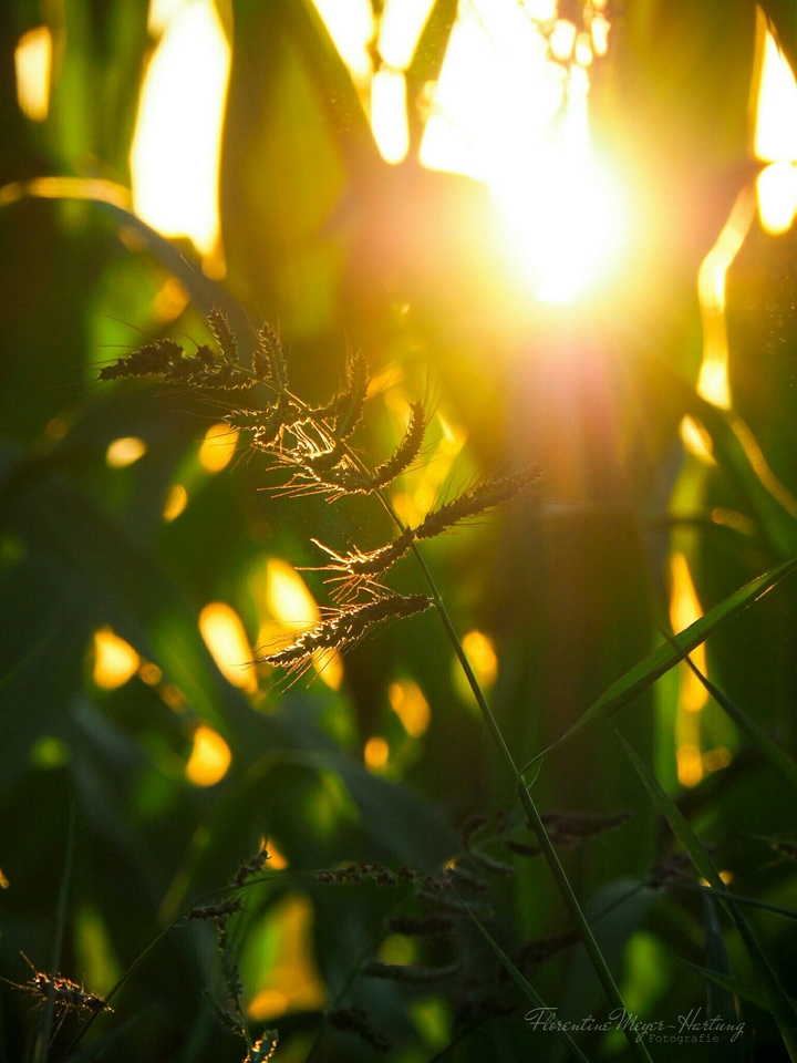 Maisfeld im Sommersonnenschein