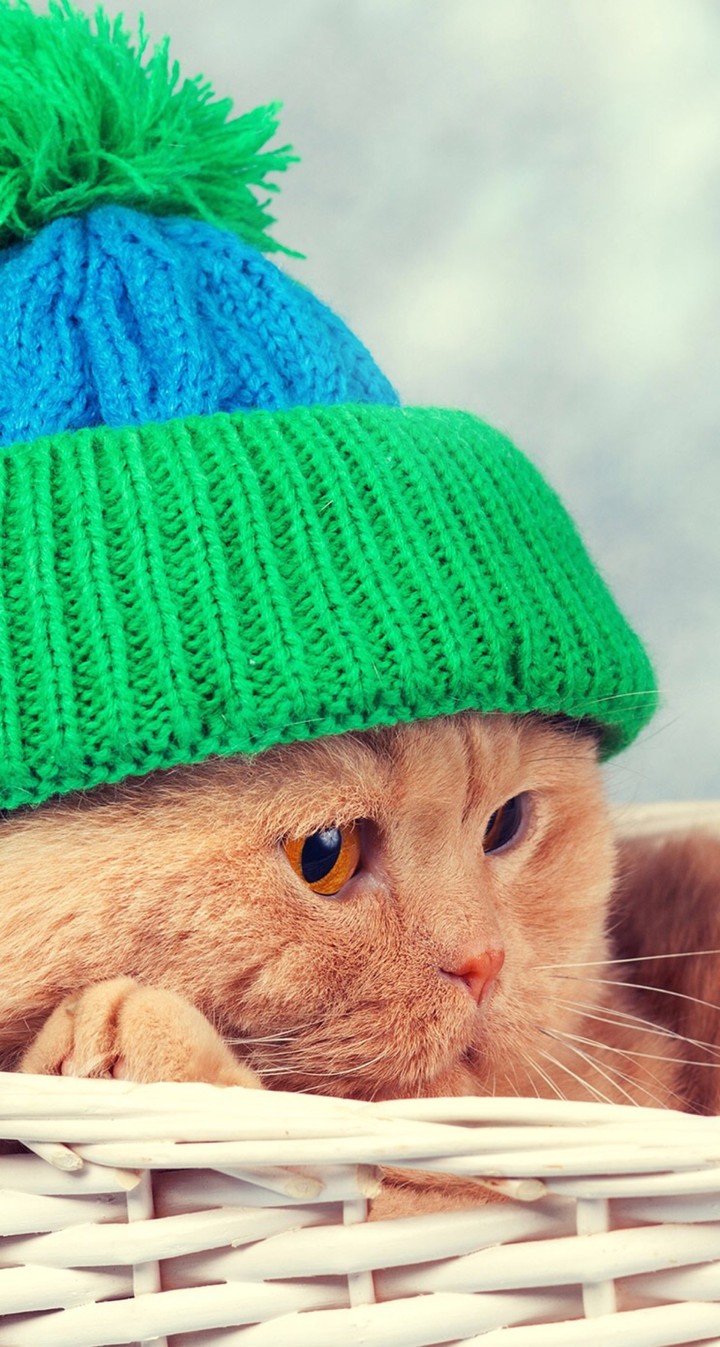 CAT❤️