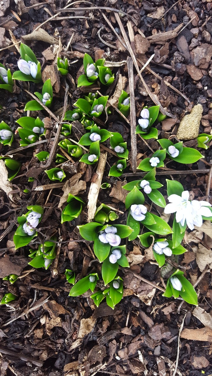flowers