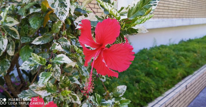 flower 2 taichung