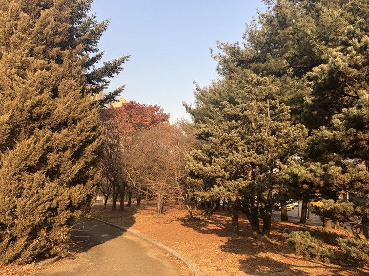 Fall in Korea