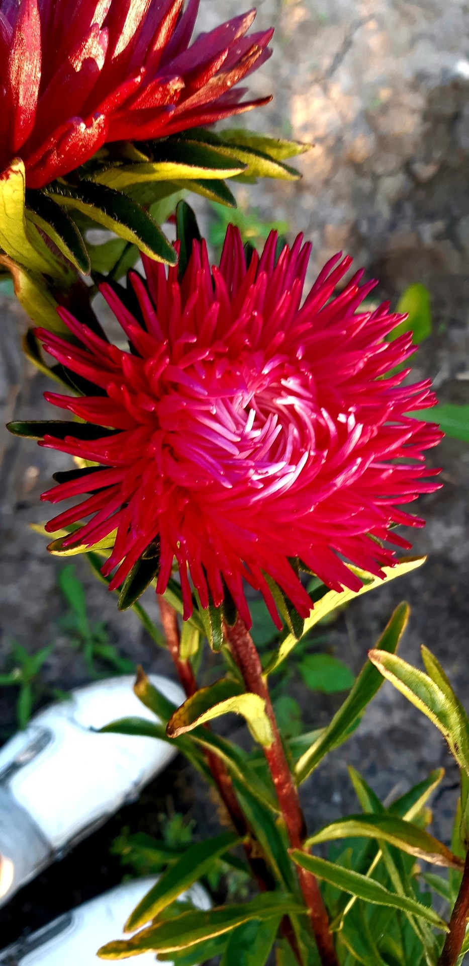 sfondi petal, flower
