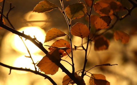 ταπετσαρίες branch, deciduous
