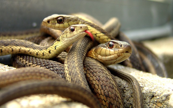snakes