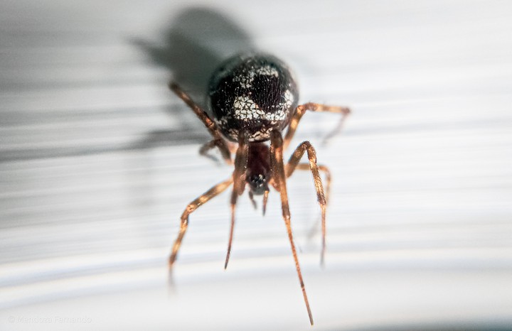 spider