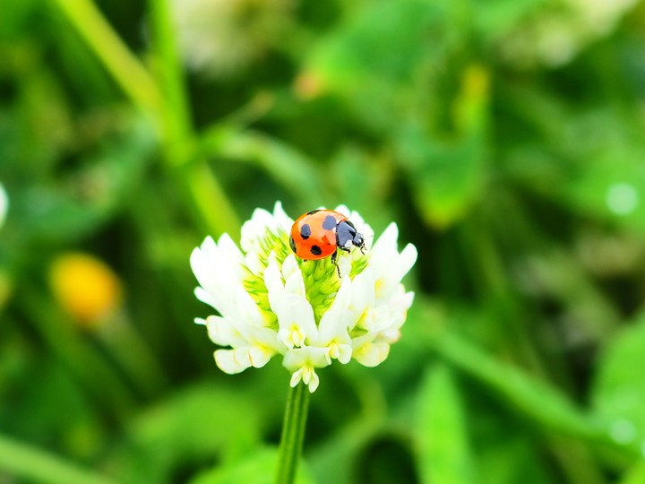 Ladybug