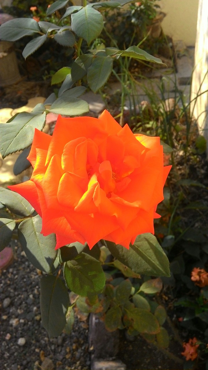 rose
