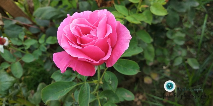 Love is so beautiful ! The flowers are telling us*