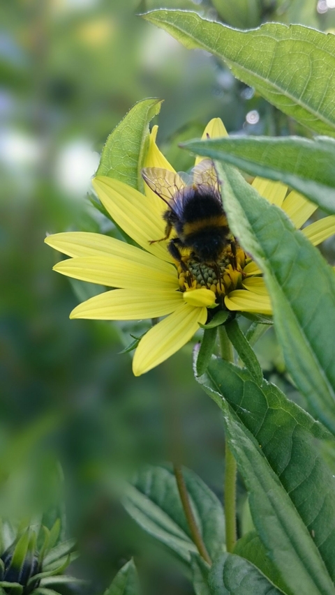 Hummel auf Blüte