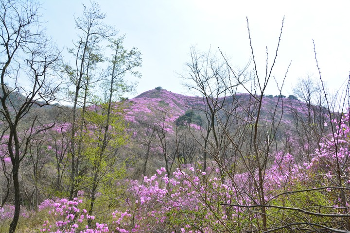 고려산의봄이미지