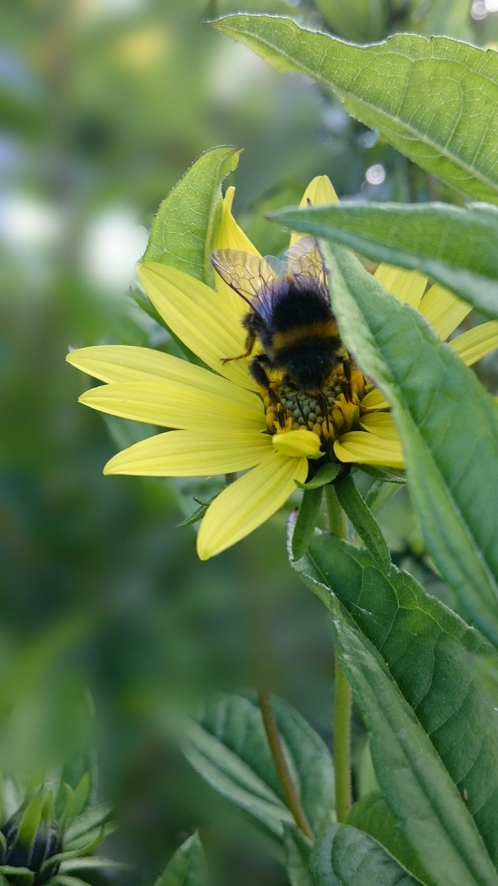 Hummel auf Blüte