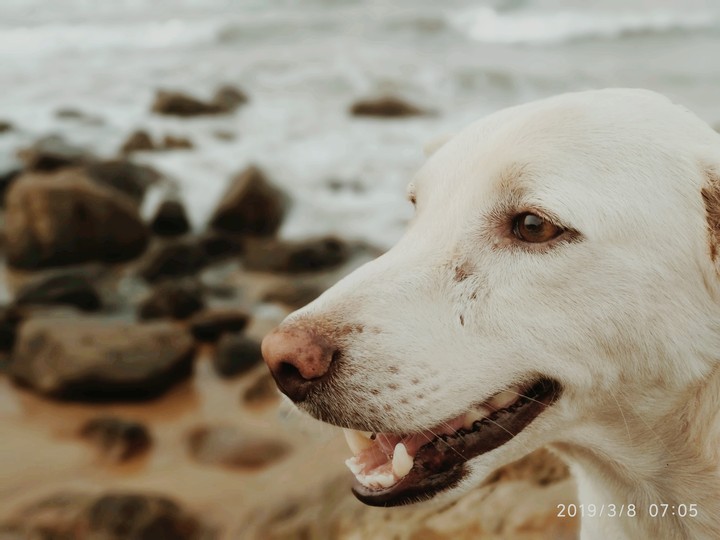 dog love