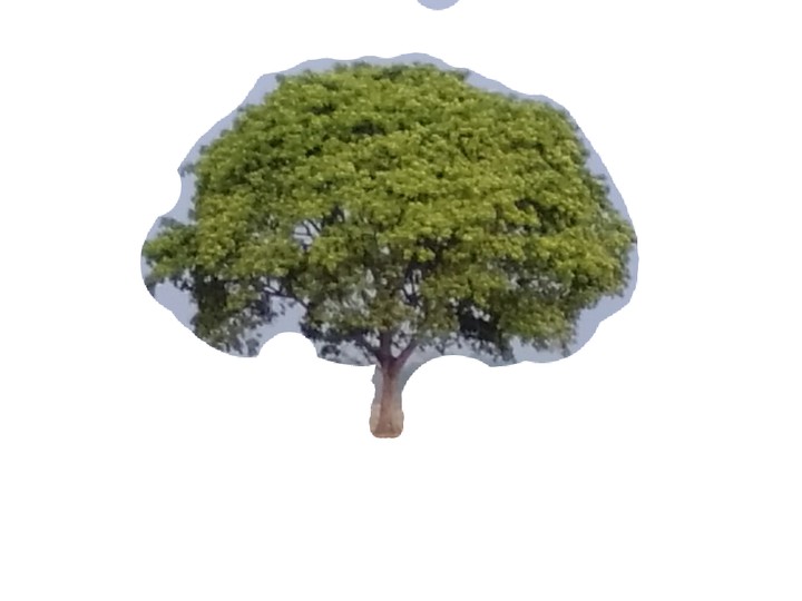 green plant