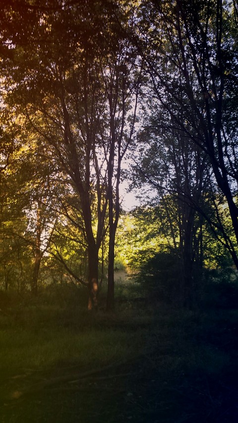 The Woods