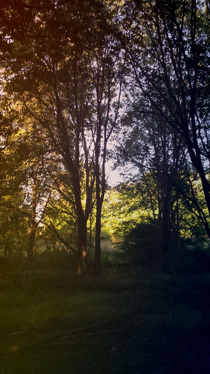 The Woods