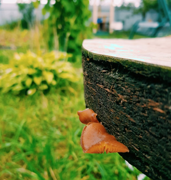 In garden