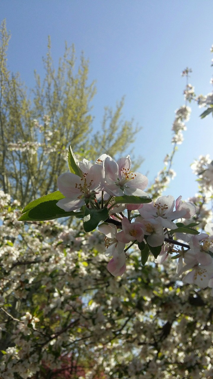 spring
