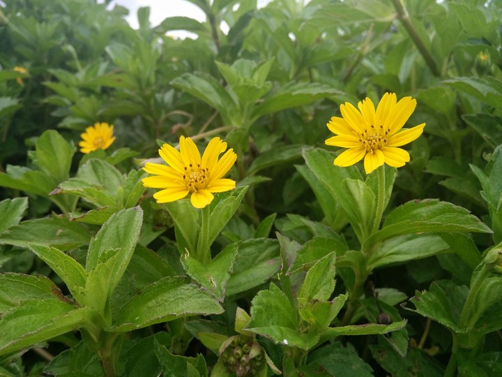 yellow