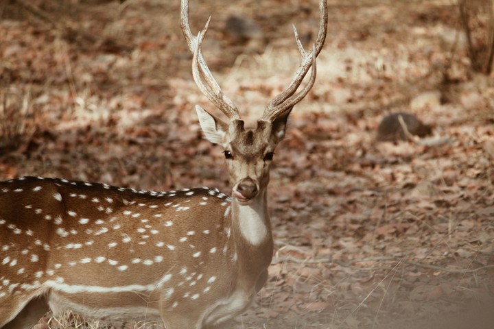spotted deer