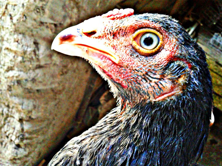 chicken