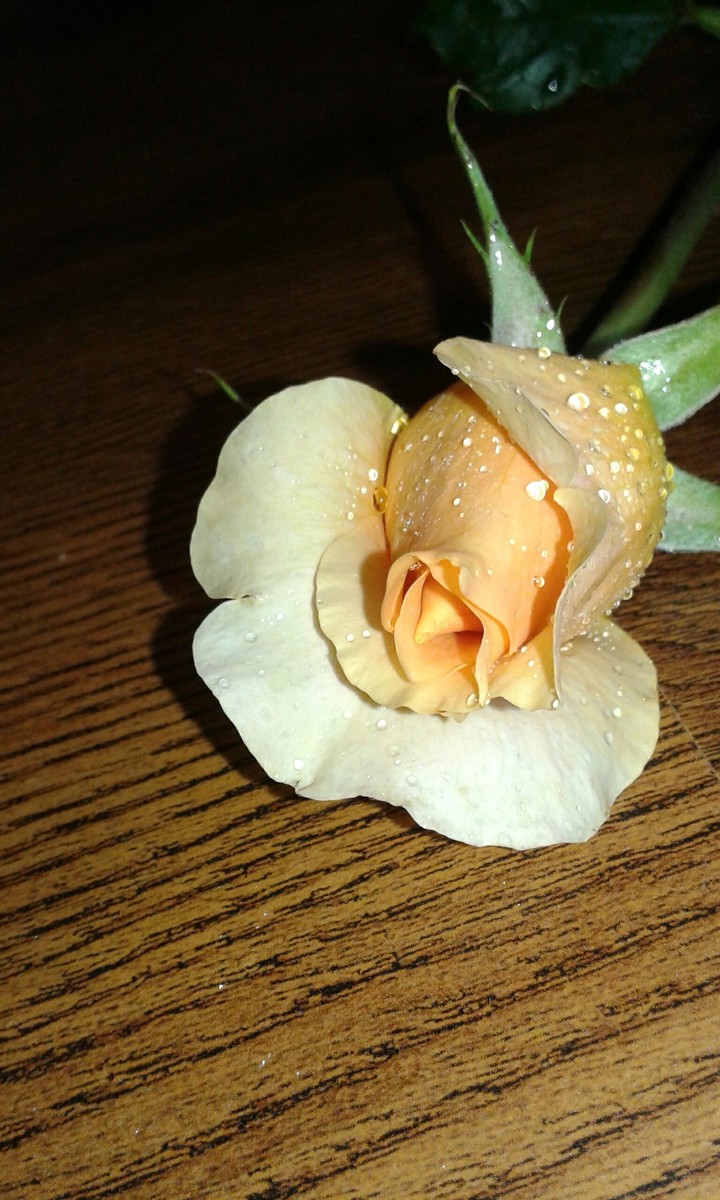 Rose.