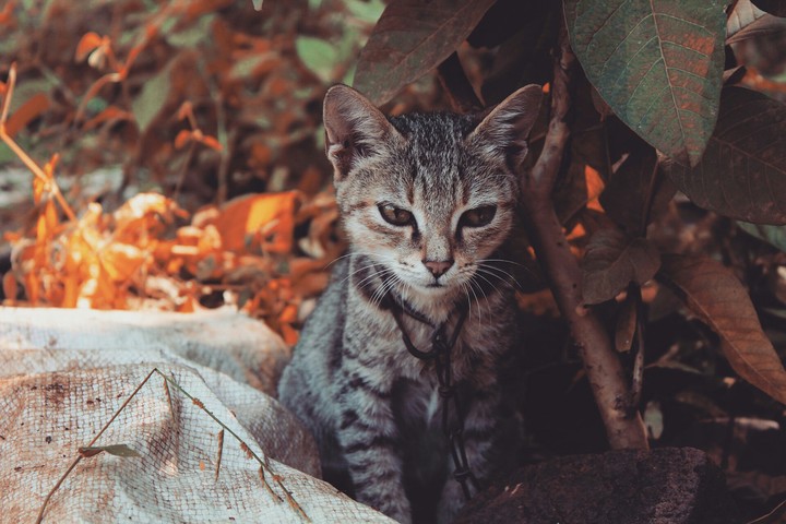 little cute 