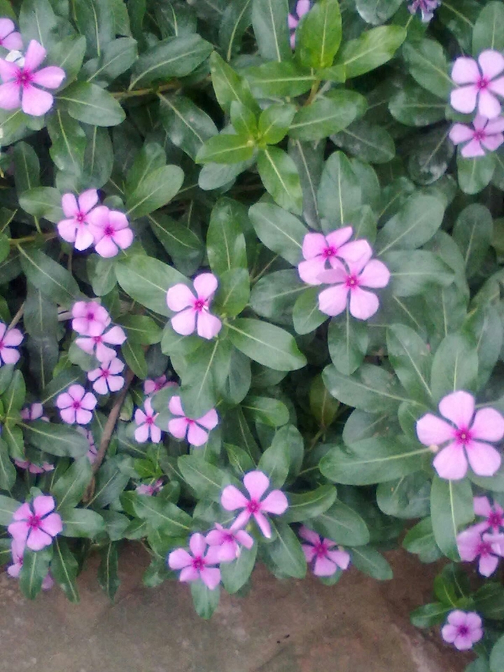 flowers