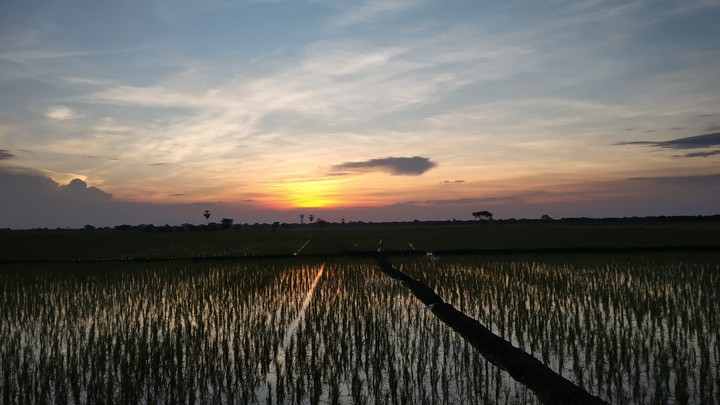 Sunset in Field