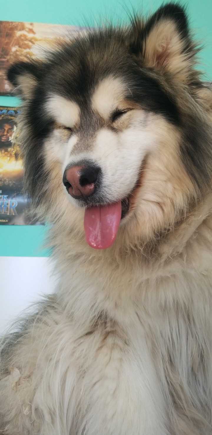 skye malamute