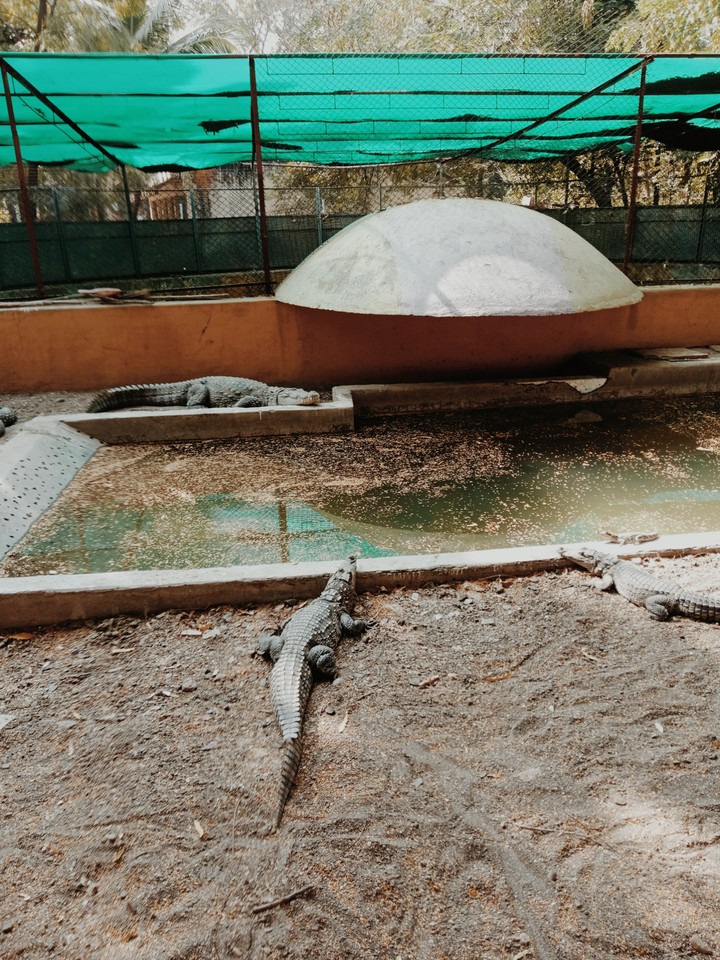 crocodile