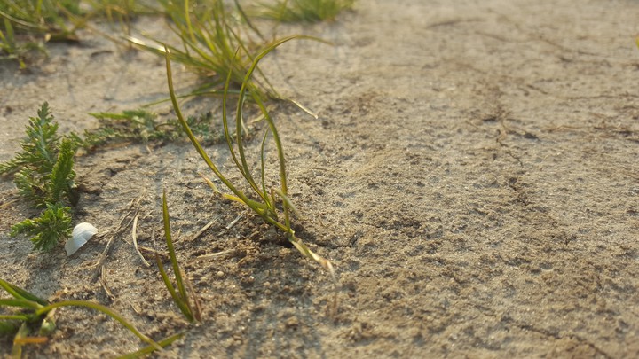 sands