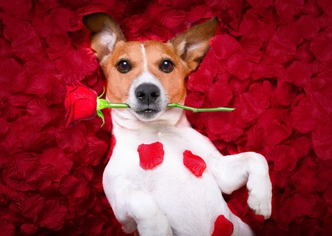 tapety canidae, red