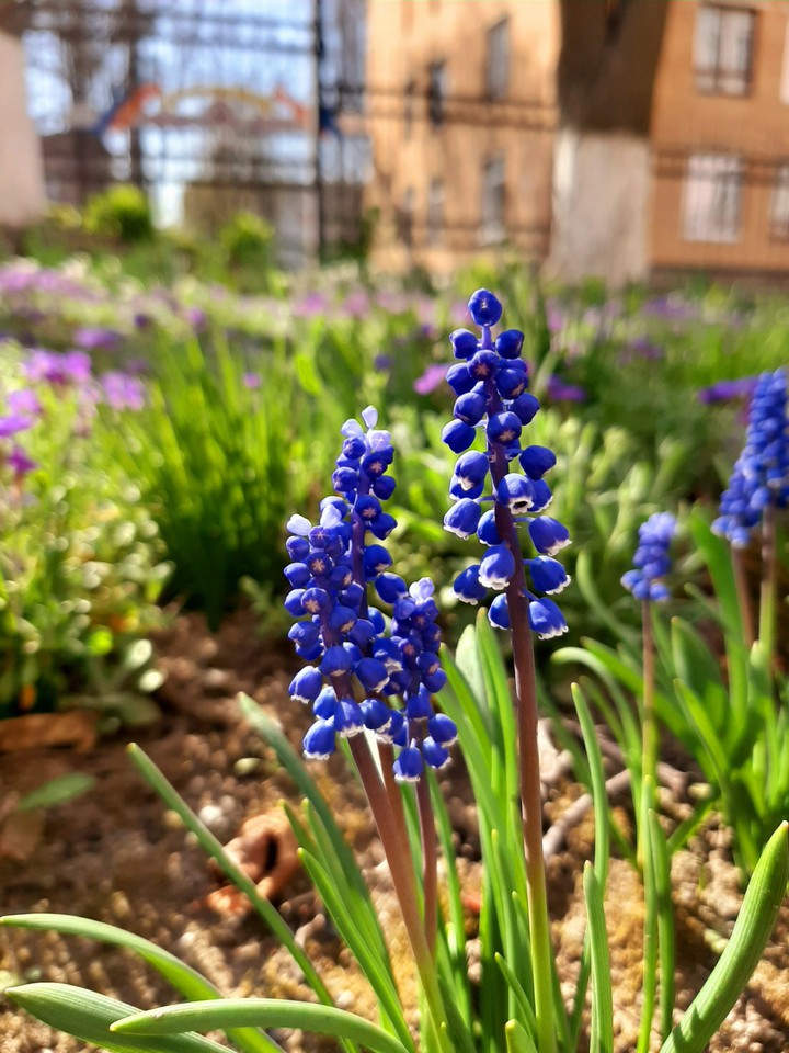spring