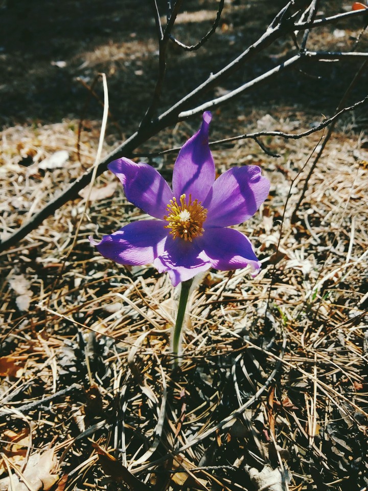 Snowdrop