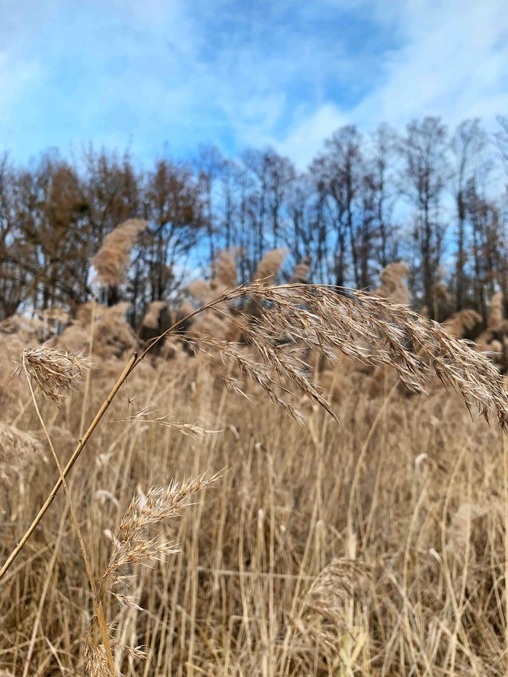reeds