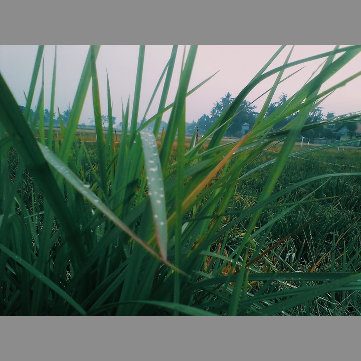 Grass