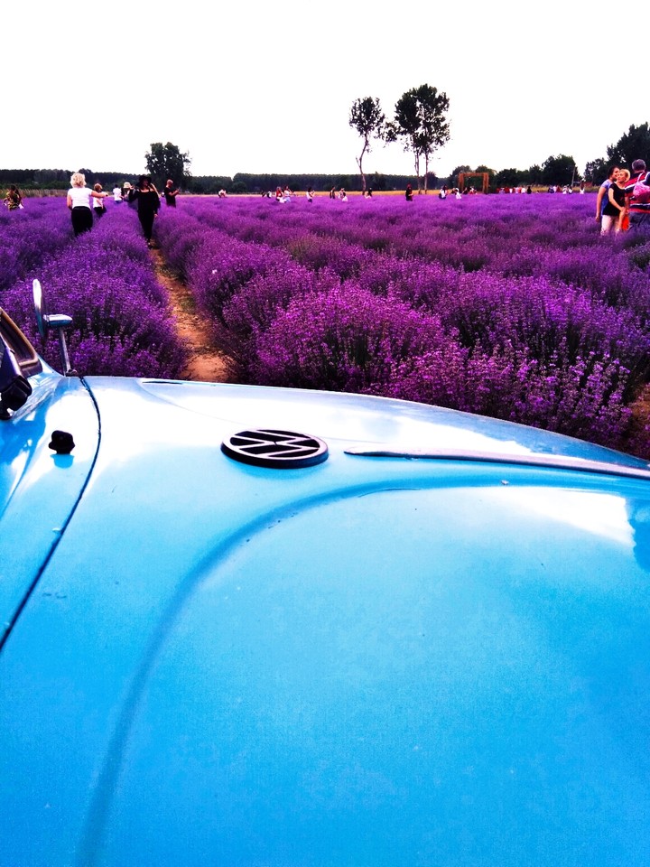 lavender