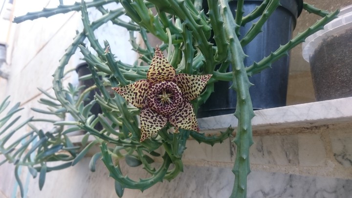 cactus star ?