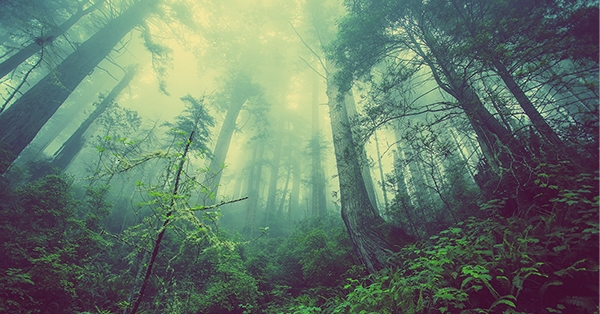 misty forest