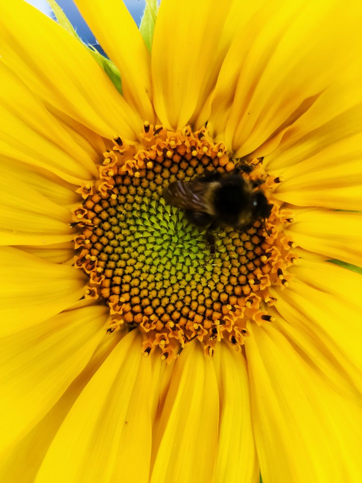 Blume