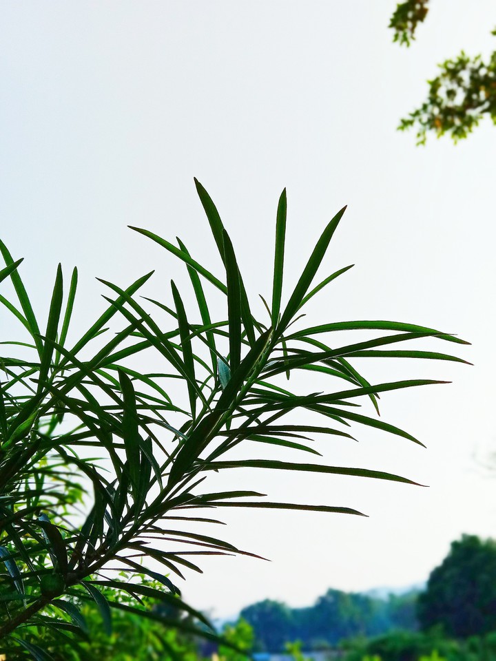 Grass