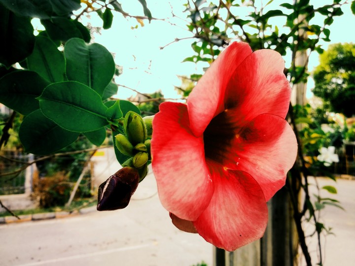 flower