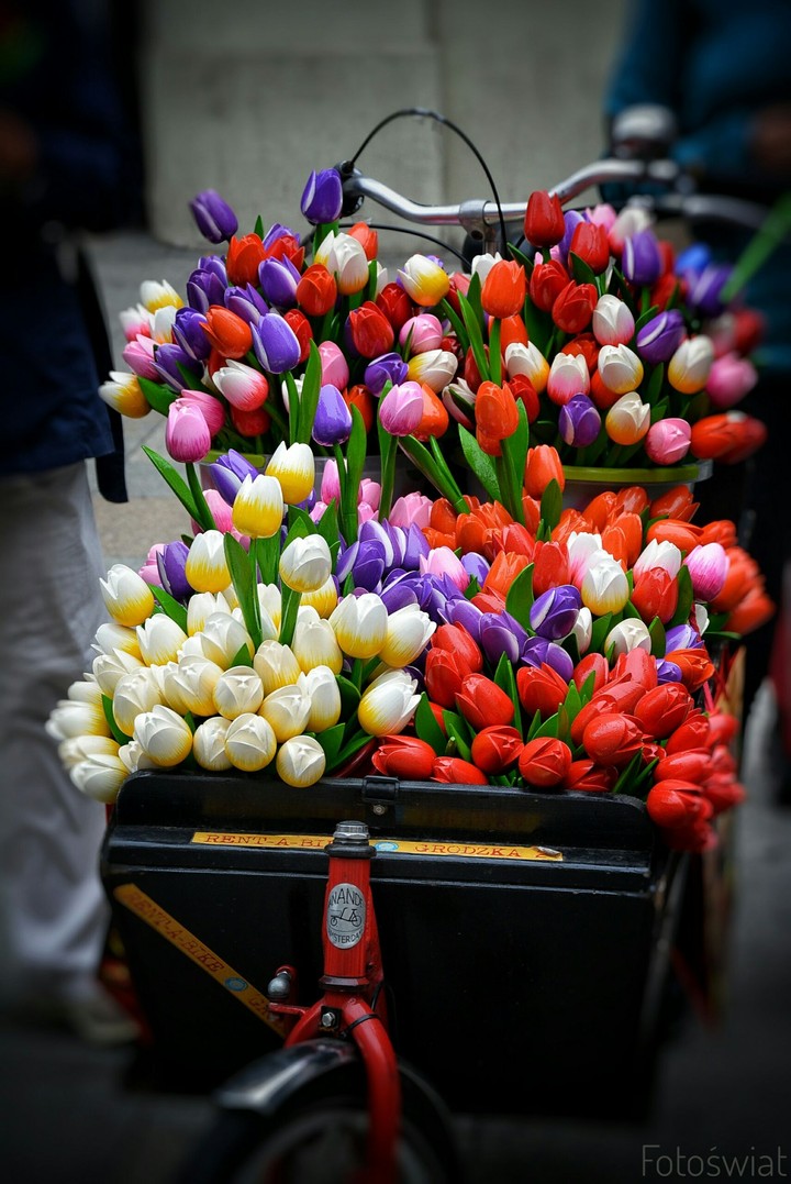 Tulips