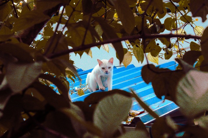 the little thief