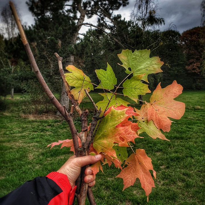 Herbststrauss